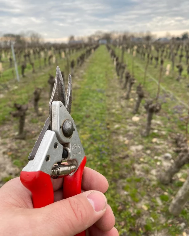 Certains ont fini, d’autres commencent ✂️🍇
-
Et oui, c’est le temps des vendanges, le cycle d’un millésime qui se termine à la vigne et celui du travail au chai qui commence ⚡️
-
Sécateurs en mains ou hutte sur le dos, c’est la valse des 🍇 qui rentrent en cave !
-
Égrappage pour certains, macération pelliculaire pour d’autres, c’est l’heure du pressurage, de la gestion des températures 🌡️ des prises de densité 👨‍🔬. Un nouveau challenge commence pour nos vigneron(e)s. 💪
-
Un nouveau millésime naît !🥰
-
Alors rendez-vous en novembre pour le goûter, et oui les vins primeurs s’invitent à table🍒🍓 pour la première photographie du millésime !
-
Rendez-vous Jeudi 21 Novembre chez votre caviste 🍷
-
François 

#caviste #cavisteindependant #cavistebayonne #cave #caveavin #vendanges #raisin #baravin #vins #vinbio #vinbio #viticulture #vinification #bayonne #bayonnemaville #bayonnetourisme @bayonnemaville @bayonneshopping @visitbayonne @guidedupaysbasque